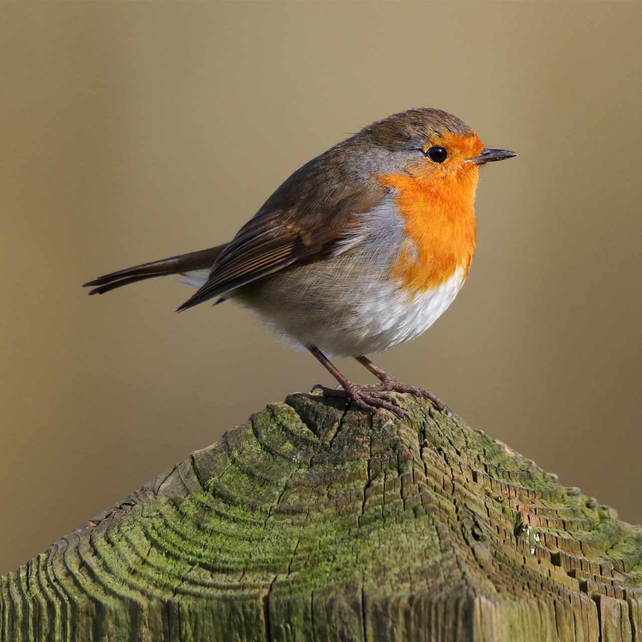 rouge gorge groupe bouchard